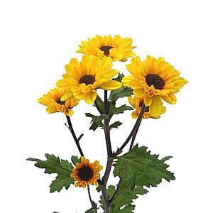 Pom  Viking Yellow gall