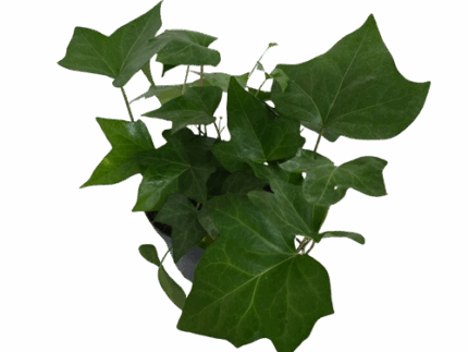 6" Ivy Algerian