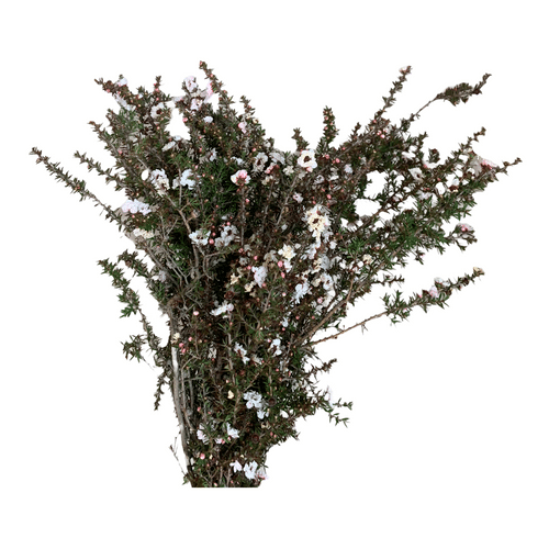 73981e55-6e1e-4432-9653-d1483b8f51a7.png Lypto White Tutuli - Image 1