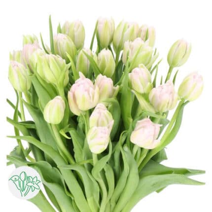 Tulip Dbl White Lavender holl