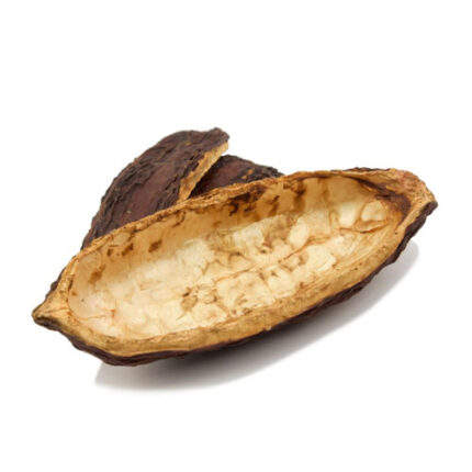Cacao Dried holex each -