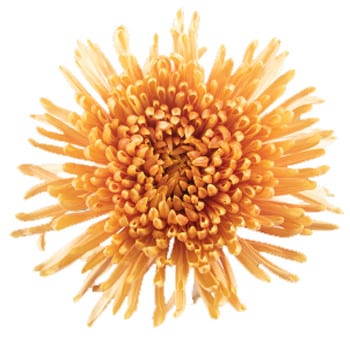 Mum Delistar Alis sole