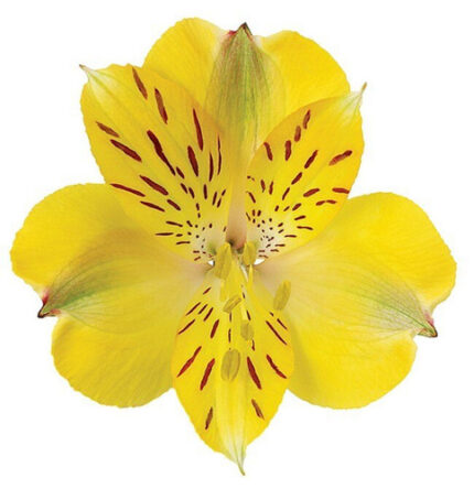 Alstro. Yellow bmark sel