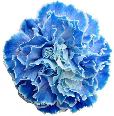 Carn. Sel. Blue sole
