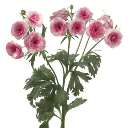 Ranunculus Butterfly Hera s.v.