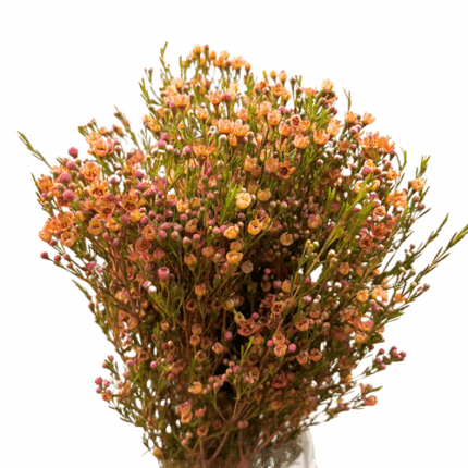 Waxflower Pumpkin misty