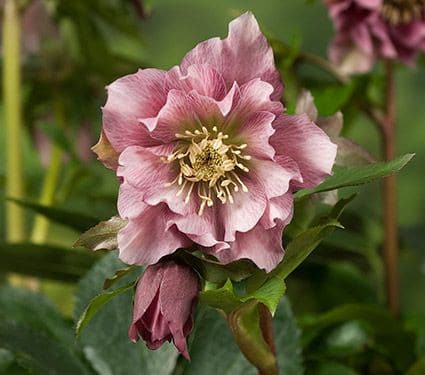 Helleborus Db Ellen Pink by