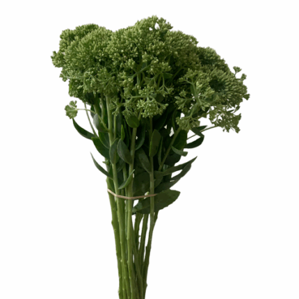 Sedum Green cramer