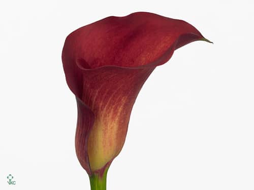 73fee3b5-39f6-449e-9e40-b0a117ef2f36.jpg Calla Red Balance holl - Image 1