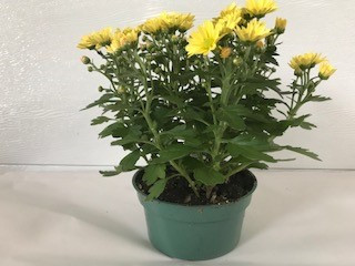 5" FLEURETTE MUM