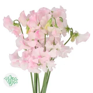 Sweet Pea Carol holex pink