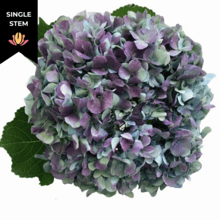 Hydrangea Hulk hydraflora(STEM
