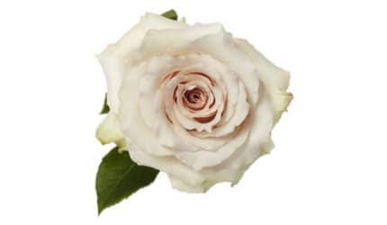 Rose Quicksand 60cm  rfi