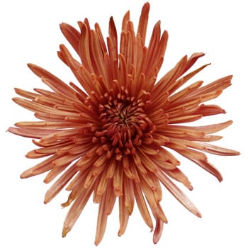 Mum Fugi CopperBronze gdns