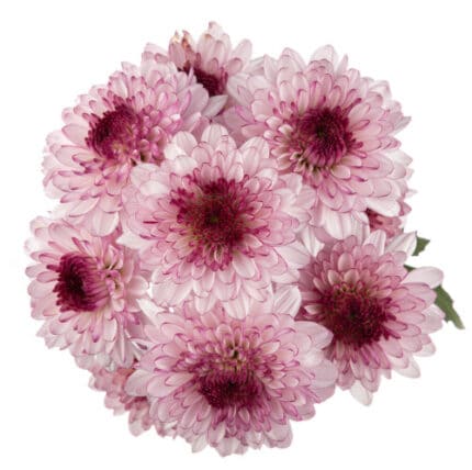 Pom Nov. Shortcake GOLDEN