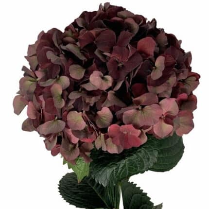 Hydrangea Ruby Chocolate holl(ST)