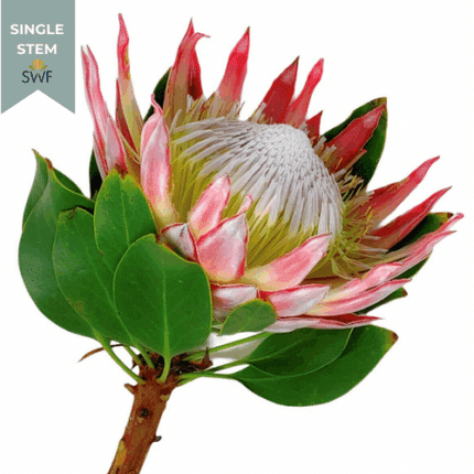 Protea King fbi(Stem)