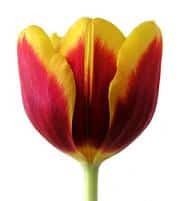 Tulip RedYellow v.d.