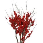 Ilex Winterberry kraemer(red)