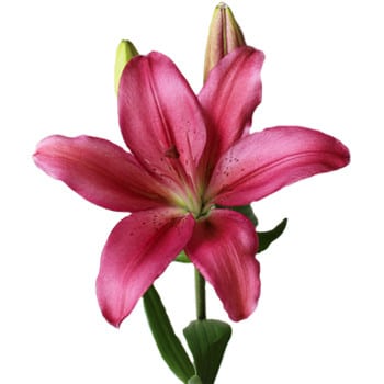Lily Dahlian florsani
