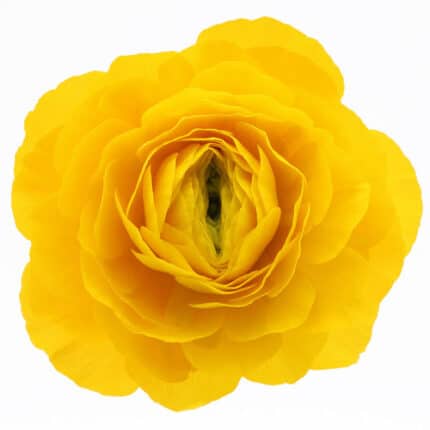 Ranunculus Cloony Omega holl
