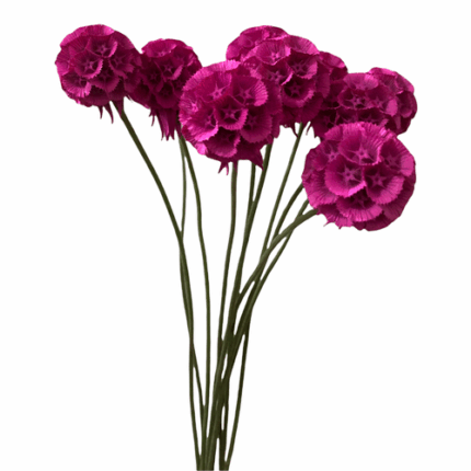 Scabiosa Pod Hot Pk f.c.