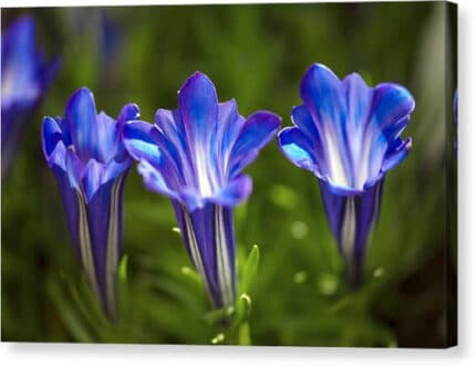 Gentiana Blue Sky 70cm holl