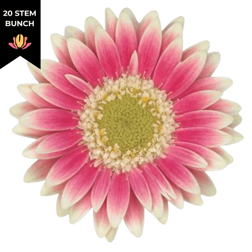 7461f270-6a97-4600-bd65-046a8c513729.png Germni Piccolini Micro Linosa holl(2 - Image 1