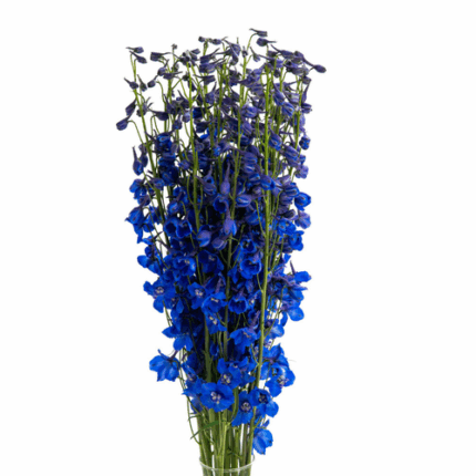 Delph Royal Dk Blue Belladonna