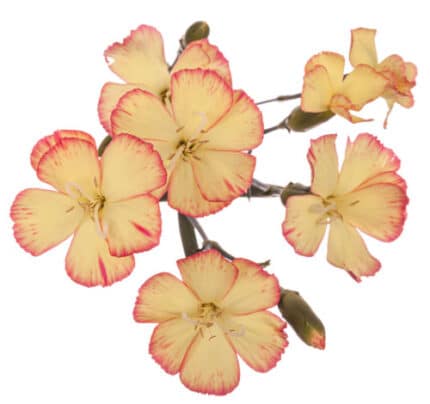 Dianthus Sparkz Nov Yellow gol