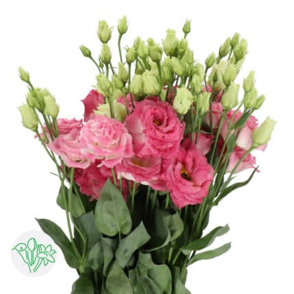Lisianthus Bright Pink holl