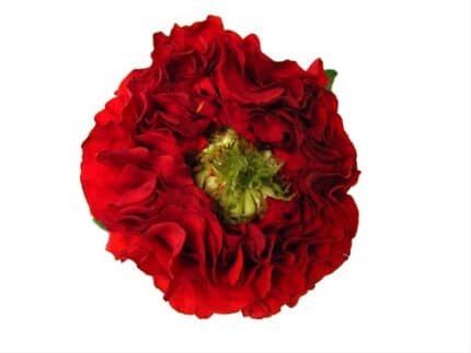 Rose Red Eye 40cm naranjo