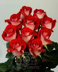 LATIN  lady 70/80 rfi