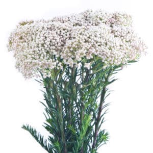 Riceflower White 80cm esmerald