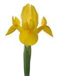 IRIS yell/wht var holl