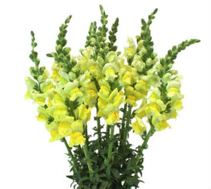 Snapdragon Yellow hilltop