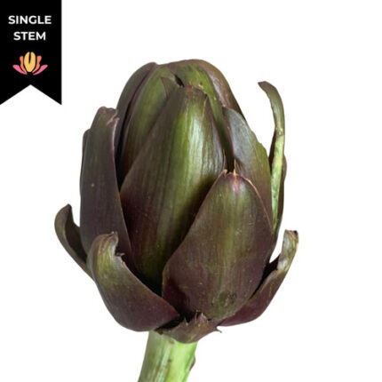 Artichoke Chocolate tutuli STEM