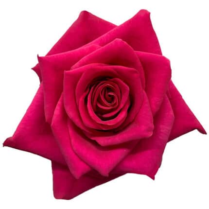 Rose Hot Explorer 50cm floreca