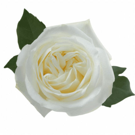 Rose Polo 50cm trilogy