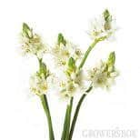 Star of Beth. White rio