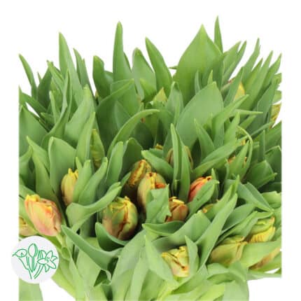 Tulip Dj Parrot holl