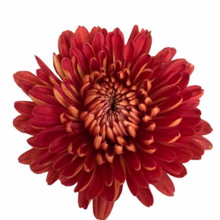 Mum Cremon Red Copper sole