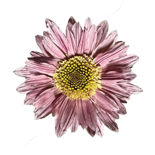 74d73c21-eabd-4da8-b4b9-d3d1e2175235.png Mum Cremon Serenity galleria - Image 1