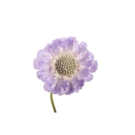 Scabiosa Lavender Var. misty