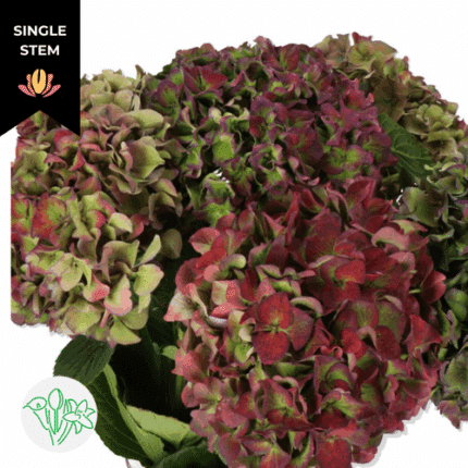 Hydrangea Classic Royal Palace