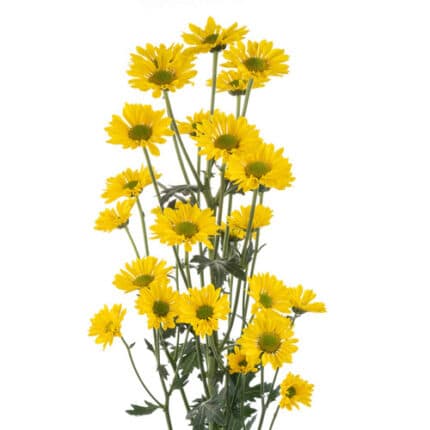 Pom Micro Daisy Supurb golden