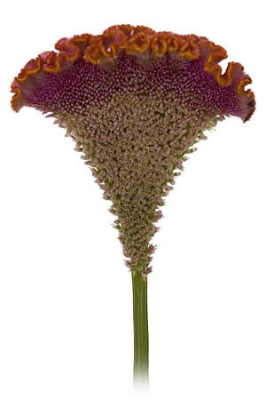 Coxcomb Orange canada