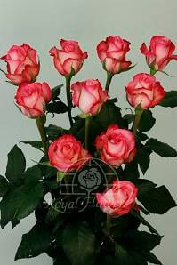 SWEET CANDIA (pink)70 rfi