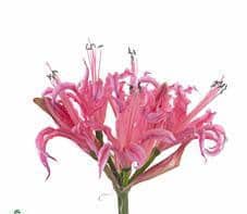 Nerine Belladiva Pink holl