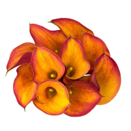 Calla Grand Paridiso esmeralda